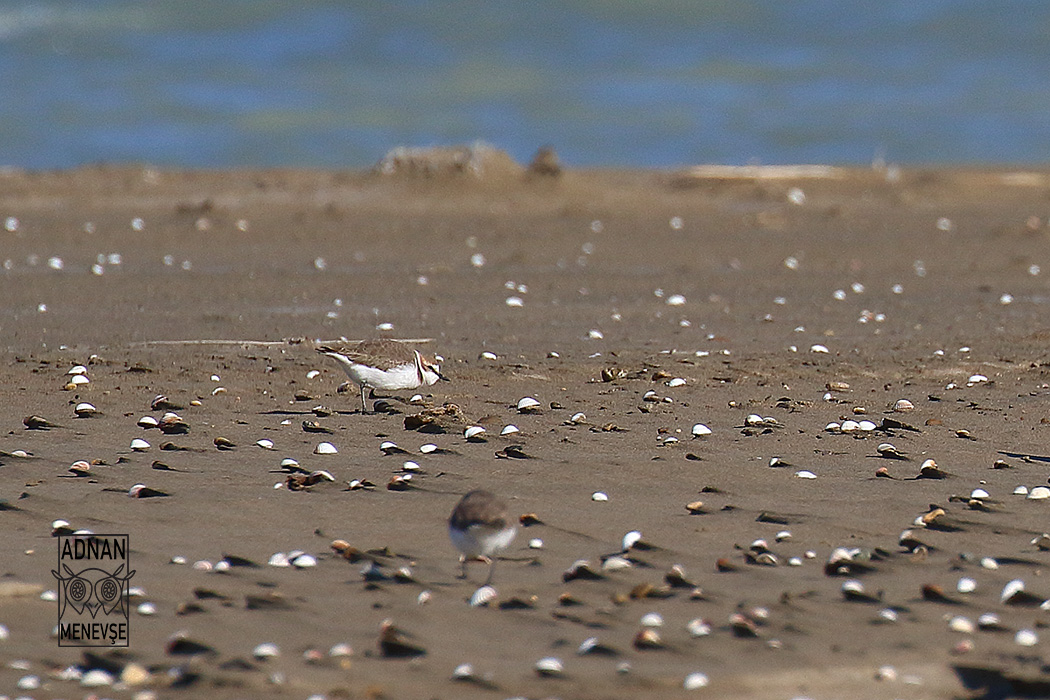 Kentish Plover